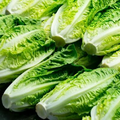 1000 Parris Island Cos Lettuce Seeds – Lactuca sativa Heirloom Romaine, Crisp & Sweet, Heat-Tolerant, Easy to Grow