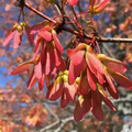 10 Acer rubrum Northern Red Maple Tree Seeds – Vibrant Fall Foliage, Shade Tree, Cold-Hardy, Landscape, Wildlife Habitat