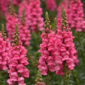 Antirrhinum majus Potomac Dark Pink Snapdragon Seeds – 1000+ Tall Pink Flowers for Garden & Cut Flowers
