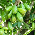 Live Bilimbi Tree 1-2 ft, Averrhoa bilimbi, Tropical Sour Fruit Tree for Culinary Use, Asian Fruit Tree, Tropical Garden Plant