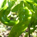 Lumbre Hot Pepper Seeds – 250mg, Extra Hot, Compact Plants, High Yield, Capsicum annuum for Salsas, Drying & Roasting