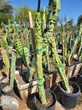 Totem Pole Obesa Cactus Cutting 9.5”-12” | Unrooted, Easy Propagation, Lophocereus schottii var. monstrosus, Indoor & Outdoor Succulent