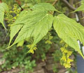 Acer tegmentosum Seeds – Manchurian Snakebark Maple – Rare Ornamental Tree with Striped Bark for Zones 4–7