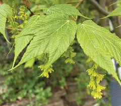 Acer tegmentosum Seeds – Manchurian Snakebark Maple – Rare Ornamental Tree with Striped Bark for Zones 4–7