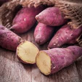 Japanese Murasaki Sweet Potato Vines | Rooted Cuttings | Red Skin Yellow Flesh | High Yield | Easy to Grow