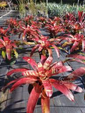 Bromeliad Neoregelia Gazpacho Starter Plant | Exotic Tropical Indoor/Outdoor Plant with Red & Orange Foliage