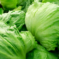 Iceberg Lettuce Seeds – Non-GMO, Heirloom, Crisp & Mild Salad Greens, Lactuca sativa, 400 Seeds