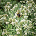 250 Seeds Eryngium Yuccifolium Rattlesnake Master Seeds Drought-Tolerant Native Perennial for Pollinator Gardens