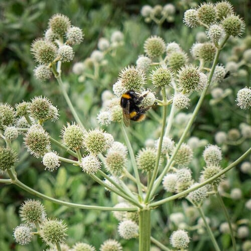 250 Seeds Eryngium Yuccifolium Rattlesnake Master Seeds Drought-Tolerant Native Perennial for Pollinator Gardens
