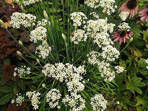 100 Seeds Flowering Chinese Leek Allium tuberosum Garlic Chives Heirloom Non-GMO Culinary & Ornamental