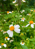 Spanish Needles Seeds 25 Pack | Bidens alba Pollinator Magnet with White Daisylike Flowers | Edible, Drought-Tolerant Wildflower Seeds
