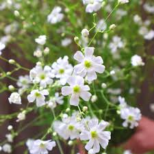 Baby’s Breath Seeds – Gypsophila elegans – White Delicate Blooms, Annual Cut Flower, Cottage Garden, Fast-Growing