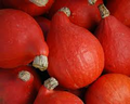 Red Kuri Squash Seeds | Heirloom Winter Squash | Cucurbita maxima | Sweet & Rich Flavor | Pest-Resistant, Roasting & Soup
