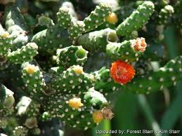 Unrooted Consolea moniliformis Cactus Cutting | Rare Opuntia Species | 4–7" Pad for Easy Rooting