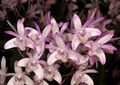 Dendrobium kingianum Orchid | Fragrant Pink Miniature Flower | 5-Inch Bare Root Starter Plant | Easy to Grow Indoor Orchid