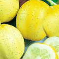 Lemon Cucumber Seeds - Heirloom, Non-GMO, Round & Sweet, 3-4 Inch Fruits, USDA Zones 2-10, Container & Garden Planting