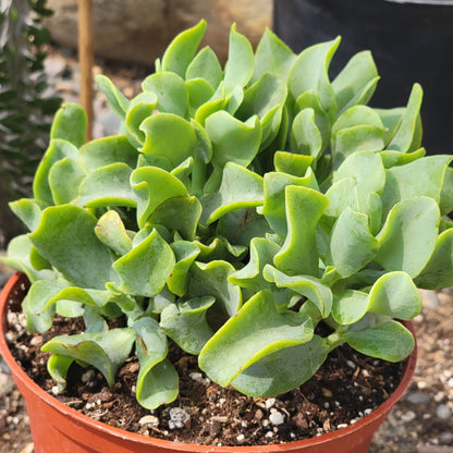 Ripple Jade Succulent - 3" Rooted Plant with Wavy Blue-Green Foliage, Red Edges, Indoor & Outdoor, USDA Zones 9-11