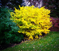 2 Spicebush Plants Lindera Benzoin - Bare Root Shrubs, Wildlife-Friendly, Fragrant, Native Landscaping, Zones 4-9