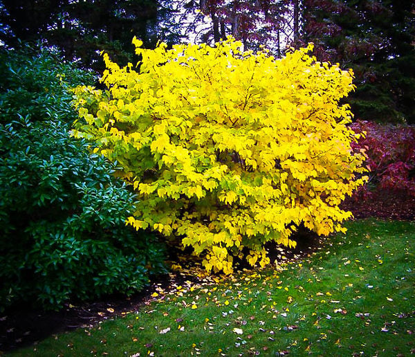 2 Spicebush Plants Lindera Benzoin - Bare Root Shrubs, Wildlife-Friendly, Fragrant, Native Landscaping, Zones 4-9
