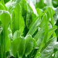 Sorrel Seeds - Heirloom Non-GMO Perennial Herb with Tangy Lemon Flavor, Rumex acetosa, 18-24 Inches Tall