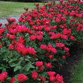 Knock Out Red Rose Bush Cuttings - 6" Unrooted Live Plant, Fast-Growing Flowering Shrub, USDA Zones 5-9, Garden Roses, Evergreen