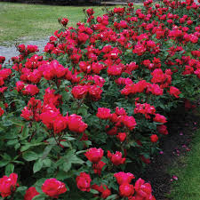 Knock Out Red Rose Bush Cuttings - 6" Unrooted Live Plant, Fast-Growing Flowering Shrub, USDA Zones 5-9, Garden Roses, Evergreen