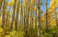Quaking Aspen Trees Bare Root Seedlings 8-14 Inches Tall, Populus tremuloides, Deciduous Shade & Landscape Trees