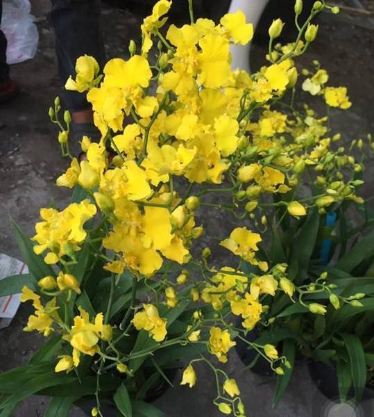 Onc. Gower Ramsey Live Orchid Seedling - Potted Yellow Orchid for Indoor & Outdoor, Child & Pet Safe, Subtropical Plant