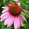 Bright Pink Coneflower Seeds, Echinacea purpurea, Perennial Wildflower, Pollinator-Friendly, 200+ Seeds for Garden Planting