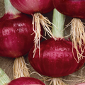 Southport Red Globe Onion Seeds – 250mg Heirloom Long-Day Variety for Slicing, Cooking & Storage, Red Skin, Allium cepa