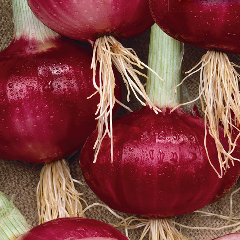 Southport Red Globe Onion Seeds – 250mg Heirloom Long-Day Variety for Slicing, Cooking & Storage, Red Skin, Allium cepa