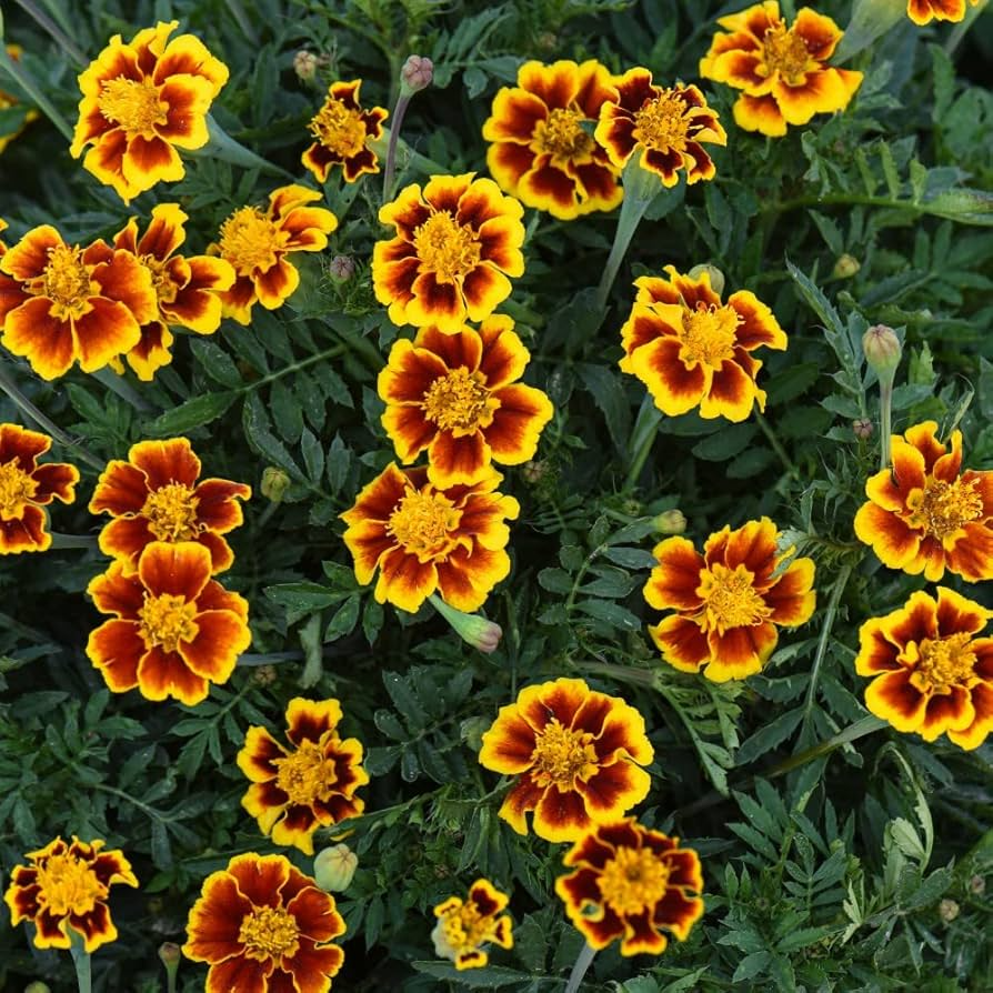 French Marigold Seeds 25 Pack | Tagetes patula Bright Colorful Blooms for Gardens & Containers