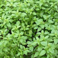 Lemon Basil Seeds 1000 Pack – Fragrant Culinary Herb for Gardens & Pots – Ocimum basilicum var. citriodora