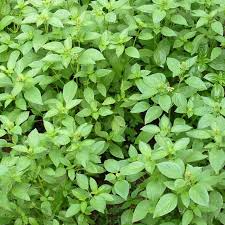 Lemon Basil Seeds 1000 Pack – Fragrant Culinary Herb for Gardens & Pots – Ocimum basilicum var. citriodora