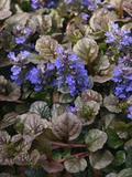 2 Starter Plants of Ajuga Black Scallop Ground Cover Plant - Dark Burgundy Foliage, Blue Flowers, Hardy Perennial, Shade Tolerant