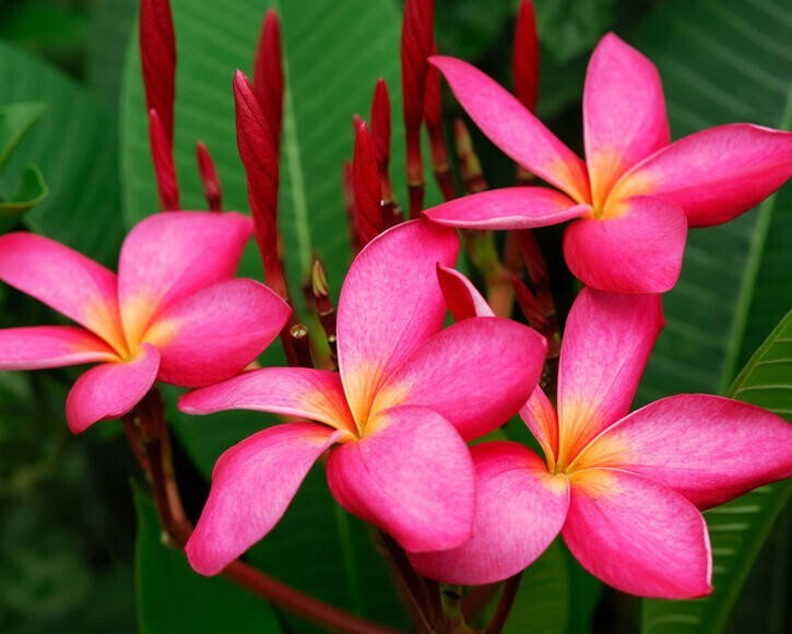 Mexican Red Plumeria Seeds – Fragrant Tropical Flower, Attracts Hummingbirds & Butterflies, Plumeria rubra, USDA Zones 10-12