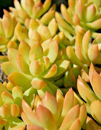 Bare Root Sedum adolphi ‘Golden Glow’ Succulent Plants – 2 Inch, Yellow-Green Foliage, Easy Care, Indoor & Outdoor