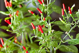 Thai Garden Bird Hot Pepper Seeds – 250mg Heirloom Capsicum annuum for Spicy Hot Sauces & Container Gardening