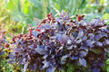 Dark Opal Basil Seeds – Aromatic, Colorful Herb for Cooking & Gardens – Ocimum basilicum, 500 Seeds