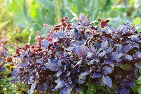 Dark Opal Basil Seeds – Aromatic, Colorful Herb for Cooking & Gardens – Ocimum basilicum, 500 Seeds