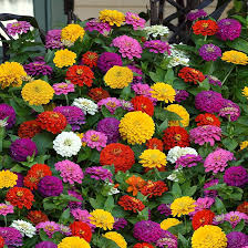 Zinnia Tranquility Mix Seeds - Double Bloom, Vibrant Colors, Attracts Butterflies & Hummingbirds, Pollinator Garden Flowers