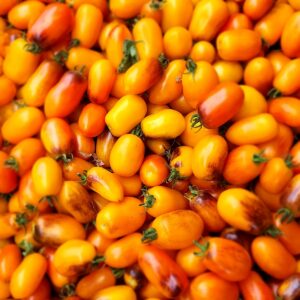 Golden Hour Micro Dwarf Tomato Seeds – Heirloom, Non-GMO, Compact, High-Yield, Cherry, Solanum lycopersicum