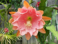 Epiphyllum 'Doris Pittman' Orchid Cactus Cutting | Unrooted 4-8" | Large Pink-Orange Blooms | Rare Epiphyllum Plant