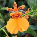 Oncidium Gower Ramsey 'Orange Delight' Orchid Starter Plant, Vibrant Orange Blooms, Indoor & Outdoor Potted Orchid