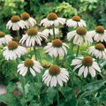 White Swan Coneflower Seeds - Echinacea purpurea alba - Fragrant White Blooms, Drought Tolerant, Pollinator & Cut Flower Garden, Zones 3-9