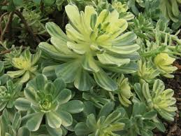 Aeonium Sun Cup Rooted Cuttings – Variegated Succulent Plants, 1" Rosettes, Drought-Tolerant, Indoor & Outdoor Gardening