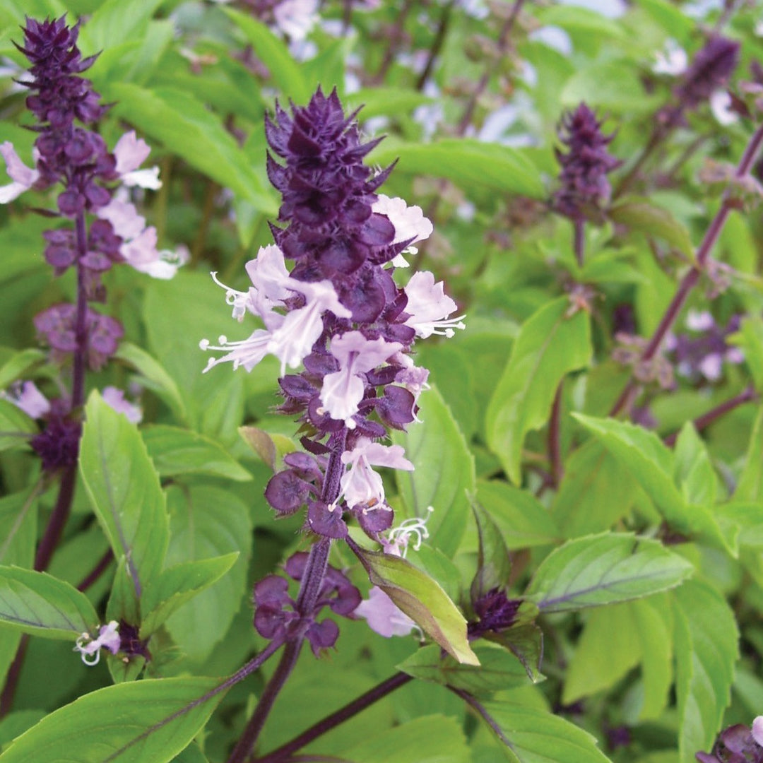 Cinnamon Basil Seeds, Ocimum basilicum, Aromatic Herb with Spicy-Sweet Cinnamon Flavor, 300 Seeds