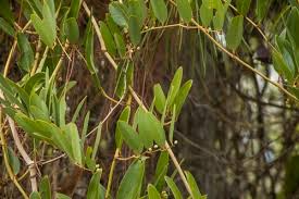 Laurel Greenbrier Seeds | Smilax laurifolia | Hardy Evergreen Vine for Wildlife, Natural Fencing & Erosion Control | 5 Seeds