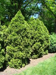 Thuja occidentalis Seeds – Eastern Arborvitae Tree for Hedges, Privacy Screens, Windbreaks – Cold Hardy Evergreen Plant