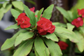 Thai Red Crown of Thorns Starter Plant - Euphorbia Milii, 5-7 Inches, Red Flowers, Drought-Tolerant, Indoor & Outdoor Garden Plant